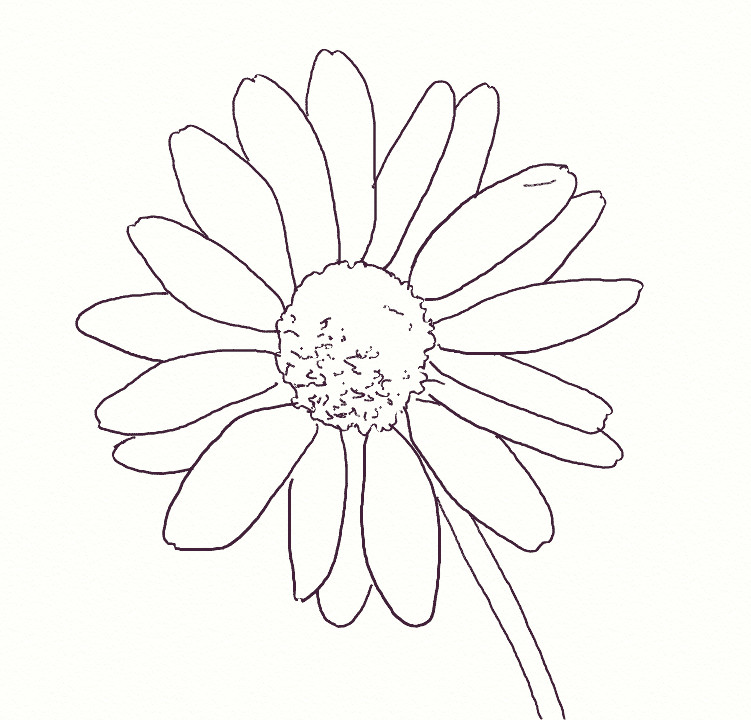 Drawing Daisy Flowers How to Draw A Realistic Daisy