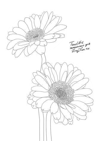 Drawing Daisy Flowers How to Draw Gerberas Step by Step 4 Watercolor Drawings Art