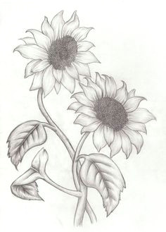 Drawing Daisy Flowers Lily Flowers Drawings Flowers Madonna Lily by Syris Darkness