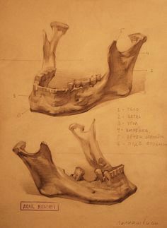 Drawing Dead Things 108 Best Skulls and Dead Things Images Bones Skull Human Skull