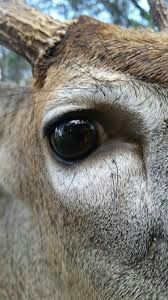 Drawing Deer Eye 35 Best Deer Eyes Images Deer Deer Pictures Taxidermy