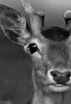 Drawing Deer Eye 35 Best Deer Eyes Images Deer Deer Pictures Taxidermy