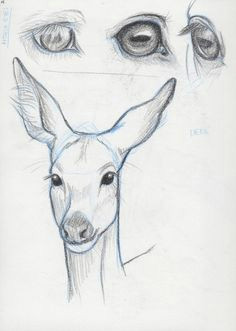 Drawing Deer Eye 35 Best Deer Eyes Images Deer Deer Pictures Taxidermy