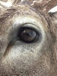 Drawing Deer Eye 35 Best Deer Eyes Images Deer Deer Pictures Taxidermy