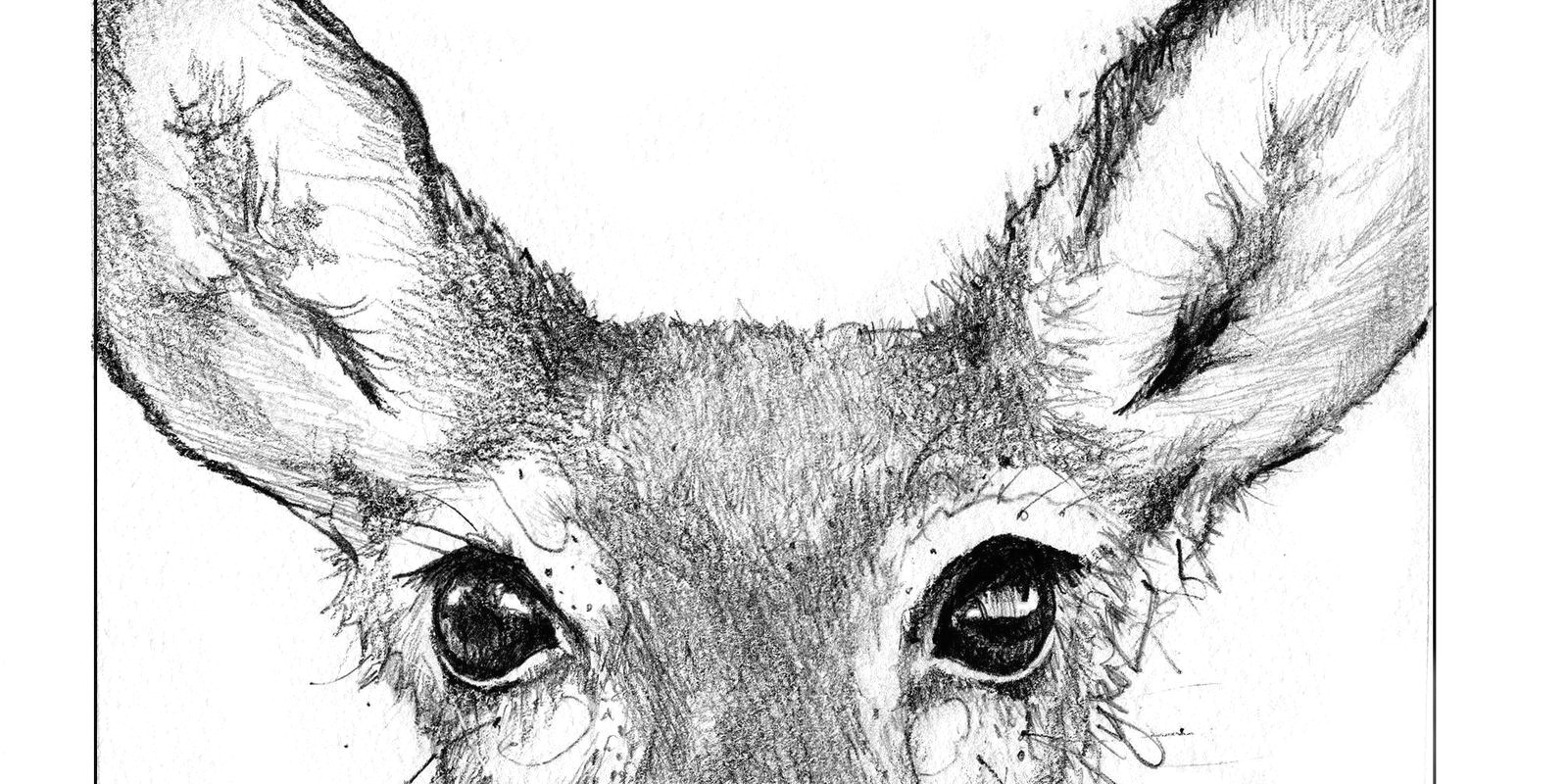 Drawing Deer Eye What Colors Can Deer See