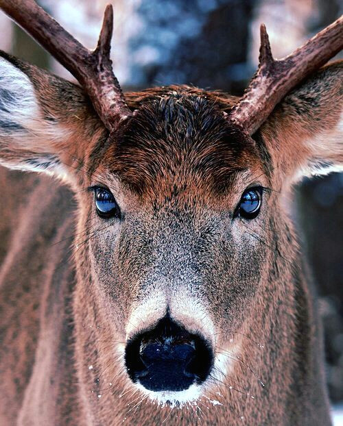 Drawing Deer Eyes Fantastic Photo Showing Reflection In the Bucks Eyes Nothing Was