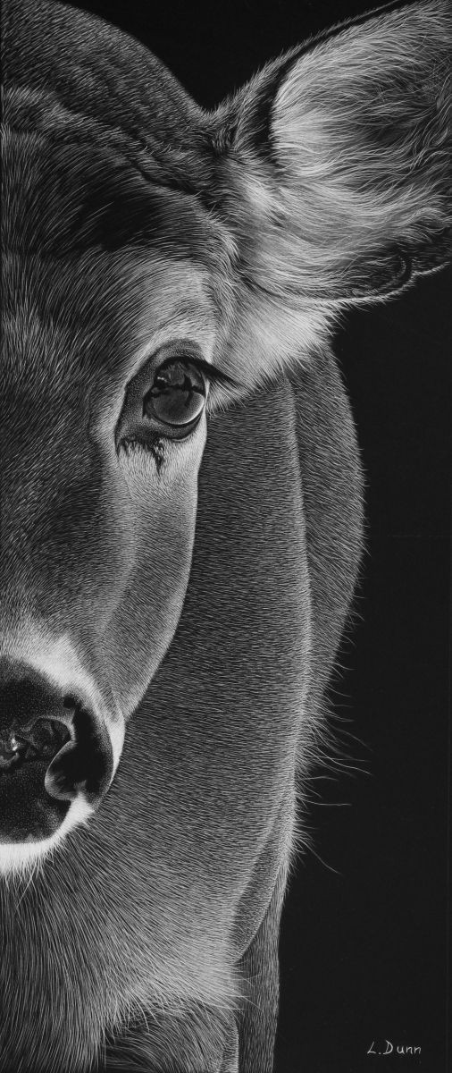 Drawing Deer Eyes Mammals More Drawing Pinterest Scratchboard Scratchboard Art
