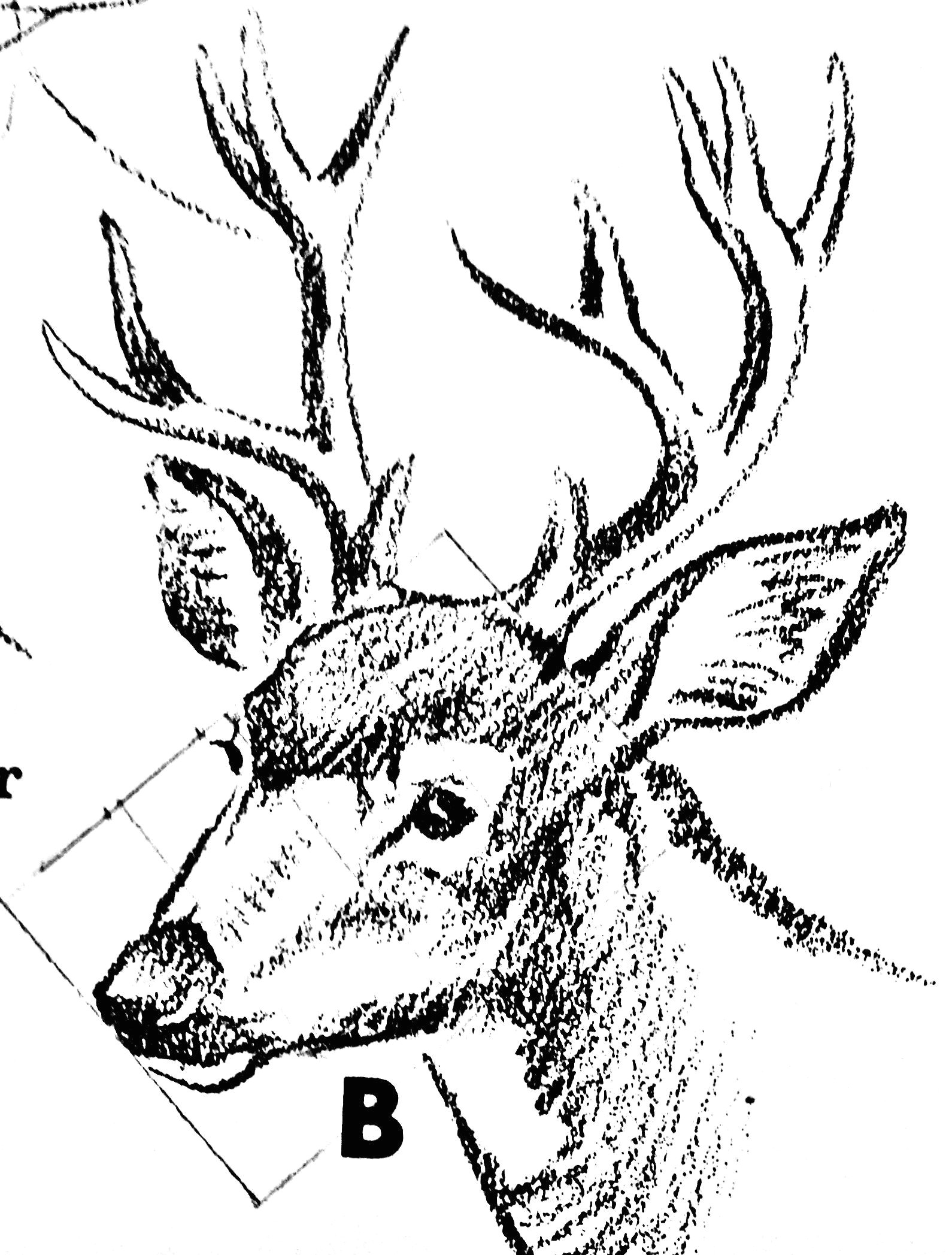Drawing Deer Eyes Pin by Chand On Animals Pinterest Drawings Animal Drawings and