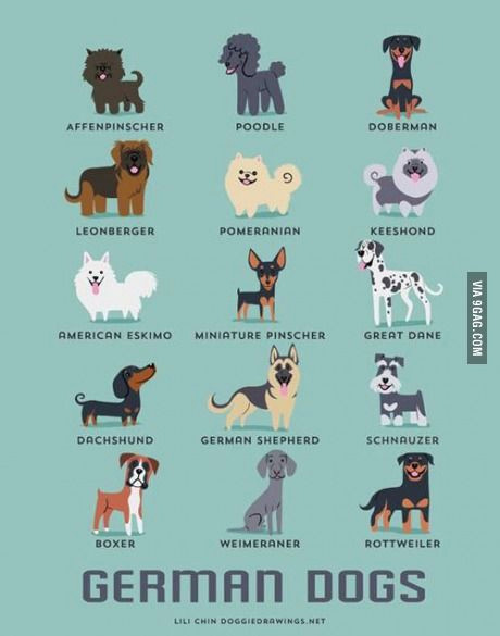 Drawing Different Dog Breeds German Dogs Good to Know Pinterest Dogs Pets and Dog Breeds