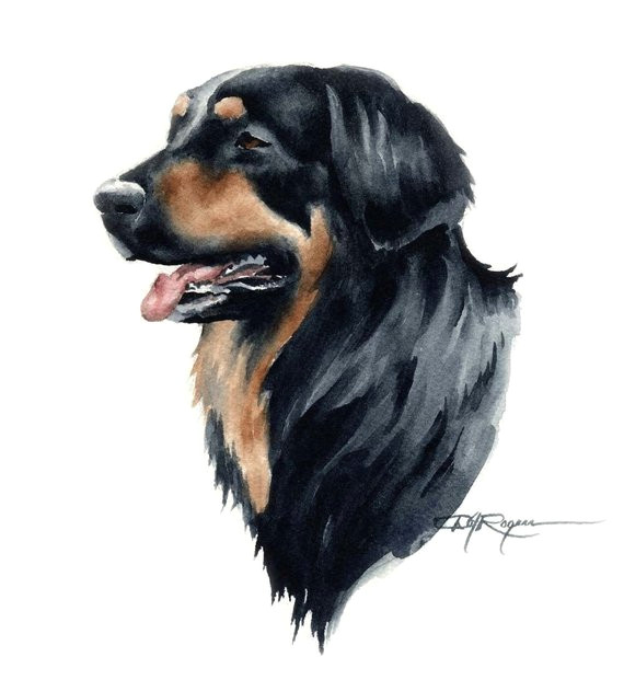 Drawing Different Dog Breeds Hovawart Dog Art Print by Artist Dj Rogers Products Dog Art Art