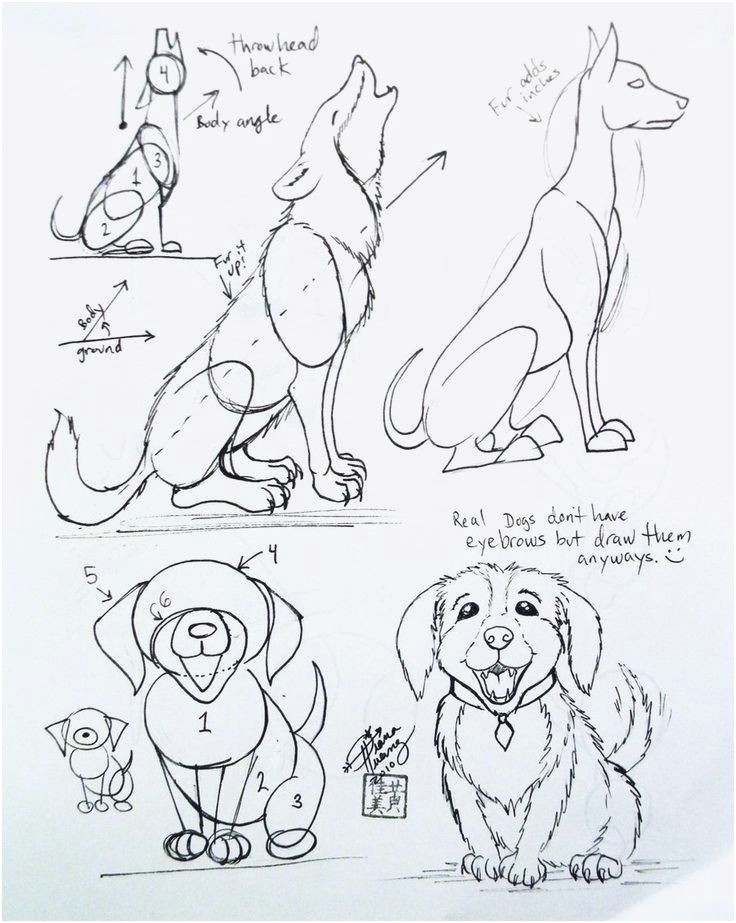 Drawing Dog 3d Comic Zeichnen Vorlagen Muster Und Vorlage