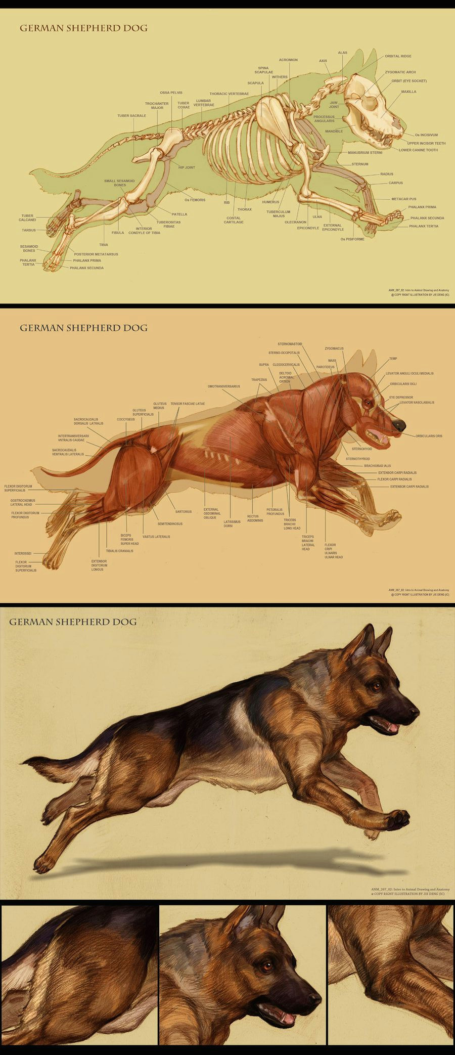 Drawing Dog Anatomy Dog Anatomy by Ic Ico Vet In 2019