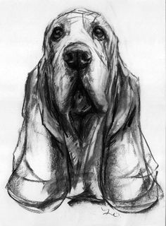 Drawing Dog Charcoal 920 Best Charcoal Drawings Images In 2019 Pencil Drawings