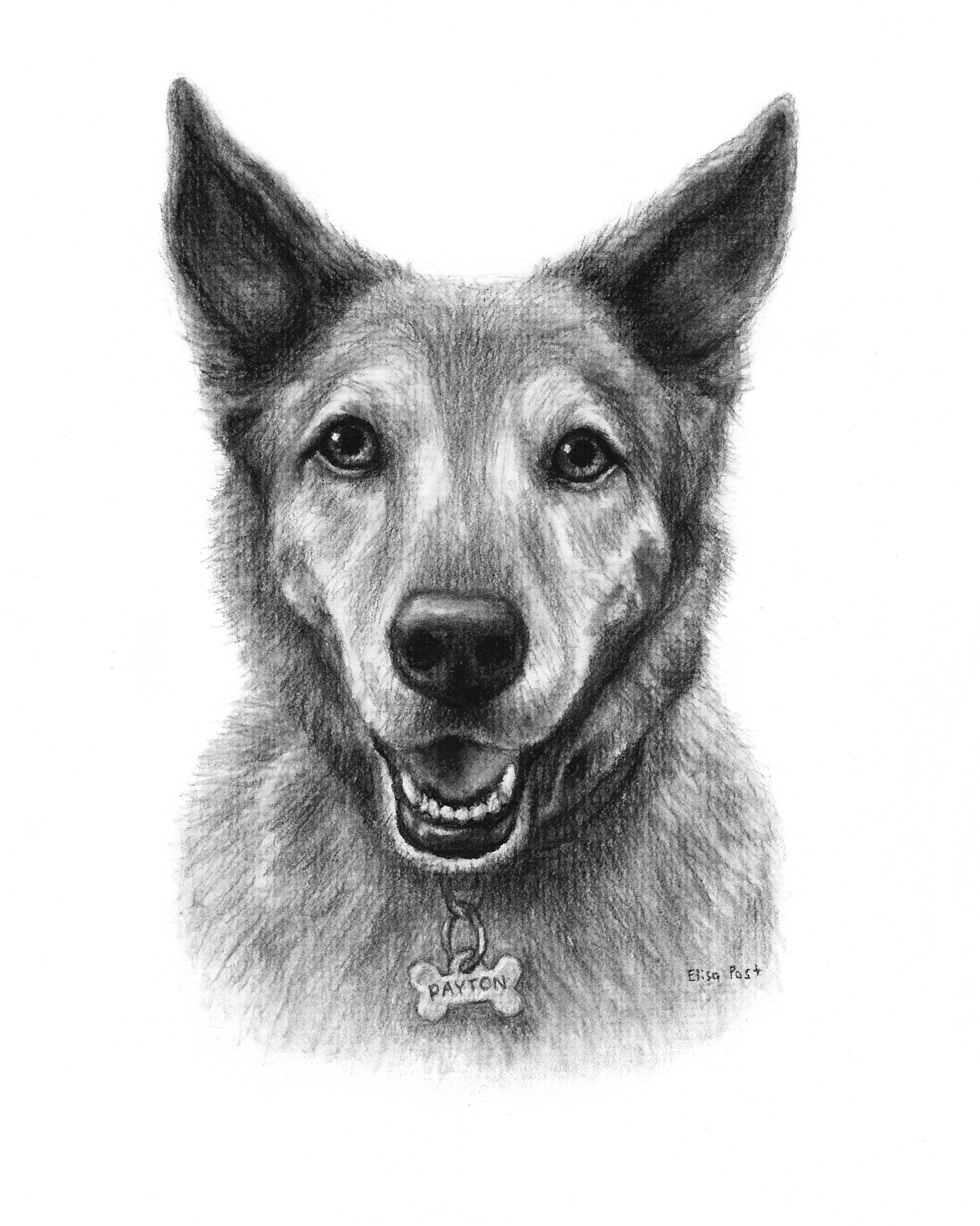 Drawing Dog Charcoal Custom Dog Drawing In Charcoal by Elisa Post View Her Etsy Page