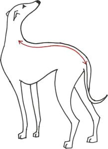 Drawing Dog Clothes Free Whippet Coat Patterns New Patterns Whippet Pinterest