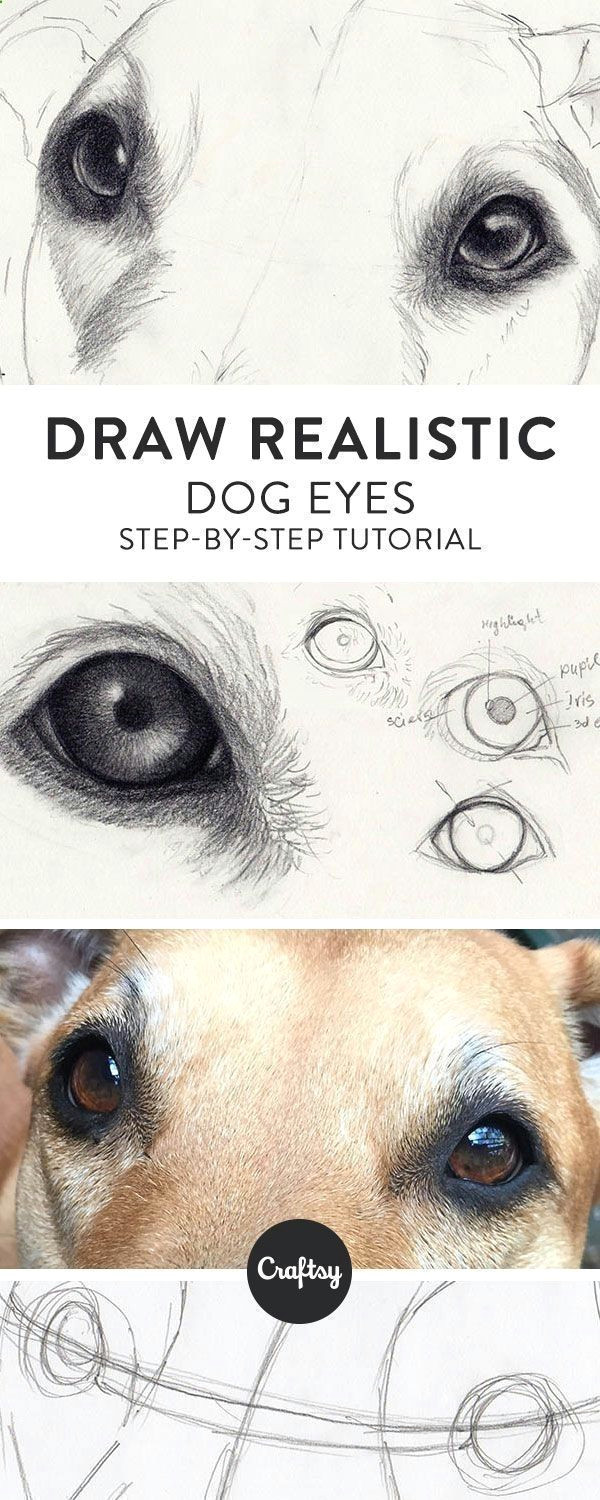 Drawing Dog Eyes Drawing Pencil Portraits Drawing A Realistic Dog Starts with the