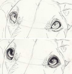 Drawing Dog Eyes How to Draw Dog Eyes that Look Amazingly Realistic Drawings