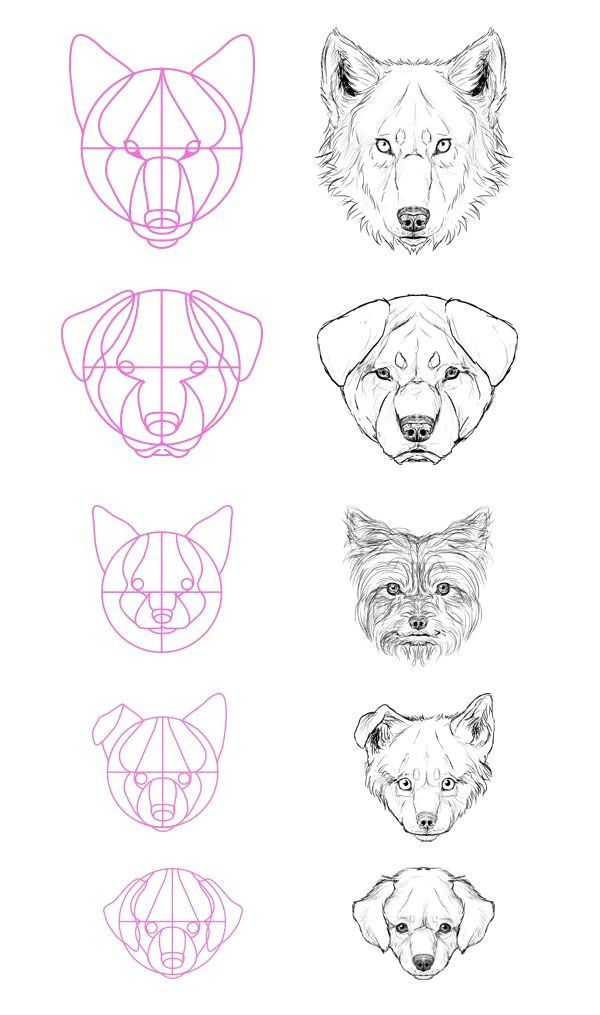 Drawing Dog Eyes Step 13 but What About All the Breeds Most Of them aren T Really
