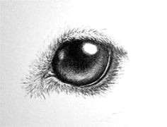 Drawing Dog Eyes Step by Step 101 Best Drawings Of Dogs Images Pencil Drawings Pencil Art