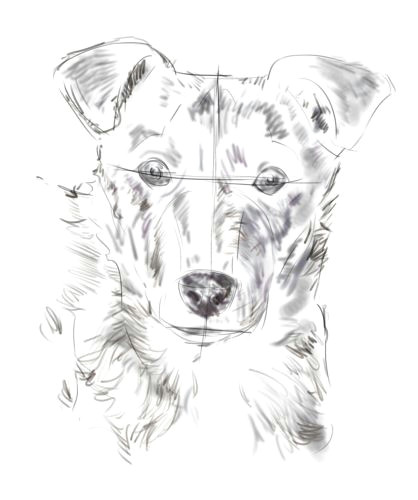 Drawing Dog Eyes Step by Step How to Draw A Dog From A Photograph