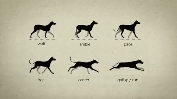Drawing Dog Gif Charming Animation Illustrates the Different Gaits Of Four Legged