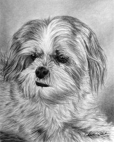 Drawing Dog Hair 17 Best Lhasa Apso Images Animal Paintings Doggies Dog Paintings