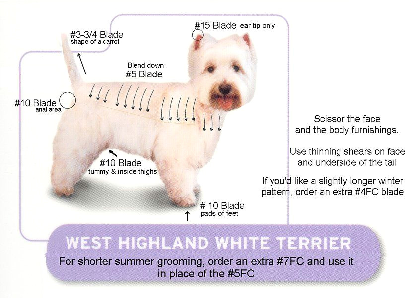 Drawing Dog Hair Westie Grooming Chart Westie Kit Groom Your Westie Like A