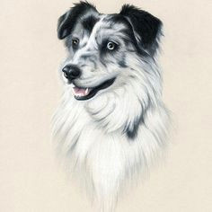 Drawing Dog Hair with Colored Pencils 121 Best Colored Pencil Animal Dog Images Color Pencil Art