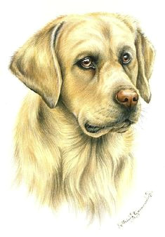 Drawing Dog Hair with Colored Pencils 121 Best Colored Pencil Animal Dog Images Color Pencil Art