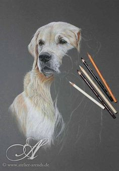 Drawing Dog Hair with Colored Pencils 121 Best Colored Pencil Animal Dog Images Color Pencil Art
