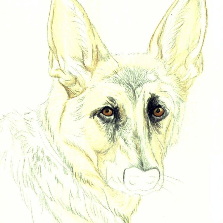 Drawing Dog Hair with Colored Pencils Drawing Lesson A German Shepherd In Colored Pencil