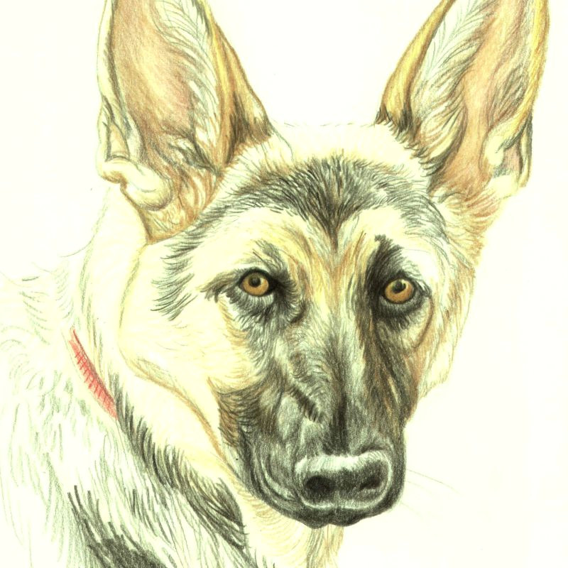 Drawing Dog Hair with Colored Pencils Drawing Lesson A German Shepherd In Colored Pencil