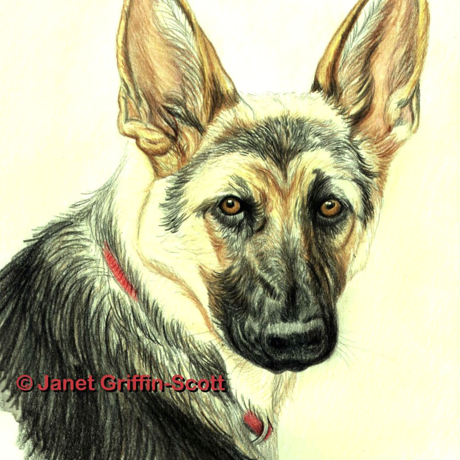 Drawing Dog Hair with Colored Pencils Drawing Lesson A German Shepherd In Colored Pencil