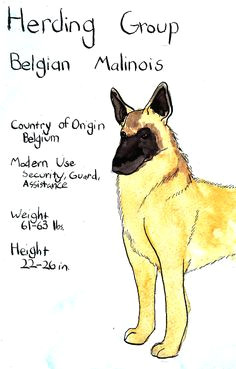 Drawing Dog Malinois 164 Best Dogs Belgian Malinois Images Belgian Shepherd Malinois