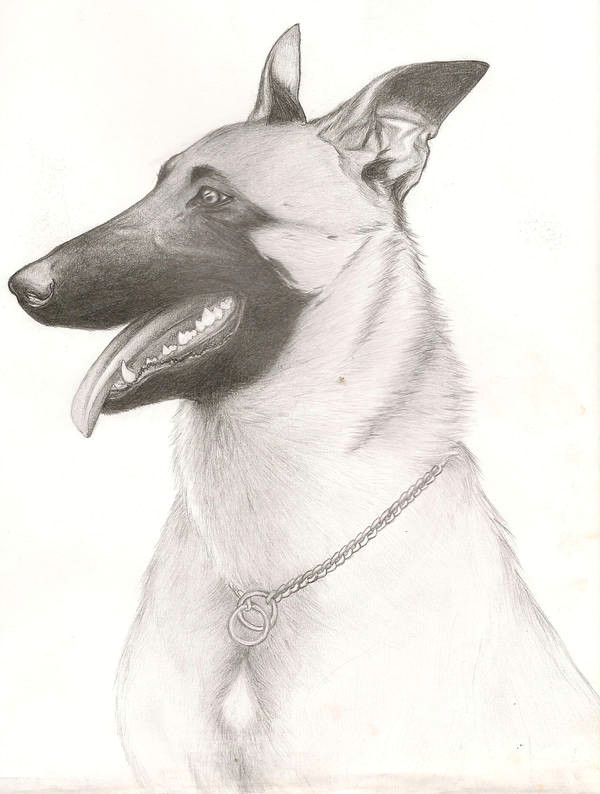 Drawing Dog Malinois Belgian Malinois by Lizzieod On Deviantart