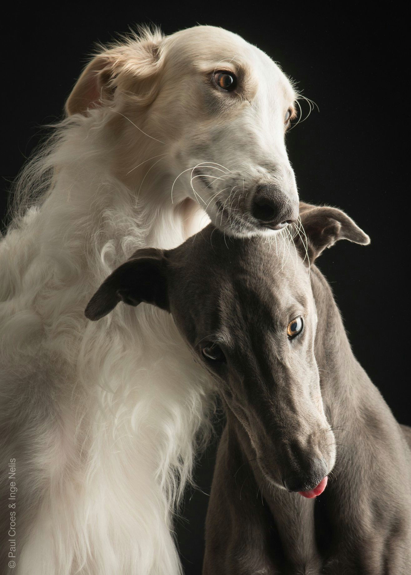 Drawing Dog Muzzle Pin by Annette Pelt On Greyhound Dogs Lurcher Whippet