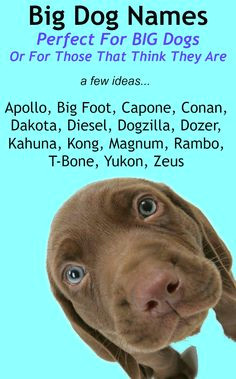 Drawing Dog Names 537 Best Dog Names Images Dogs Cute Dogs Dog Treats