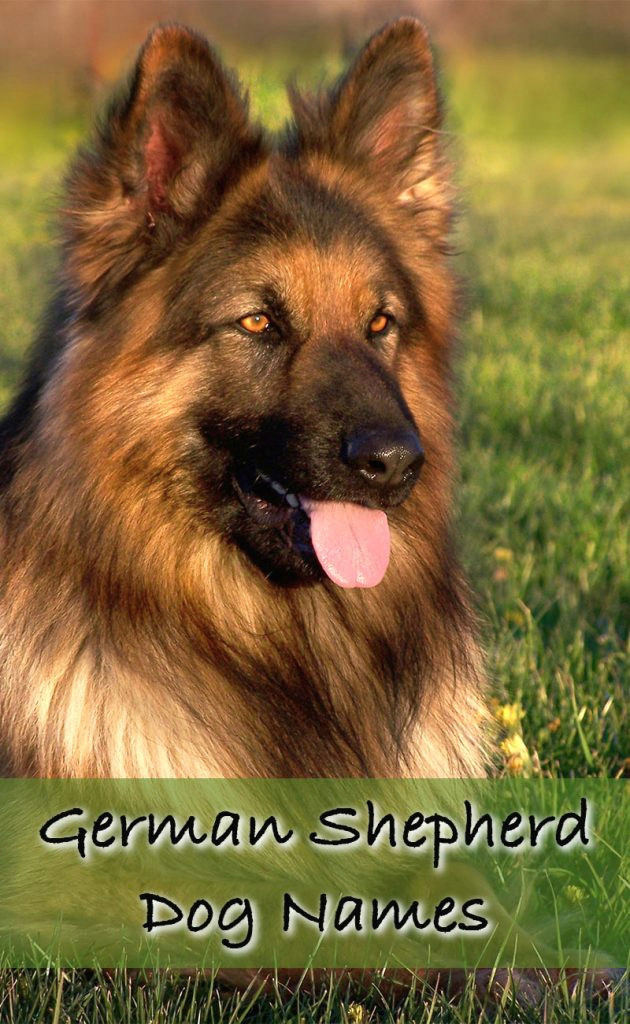 Drawing Dog Names German Shepherd Names Over 200 Great Ideas the Happy Puppy Site