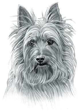 Drawing Dog Names Pin Od Alicja Watras Na Magic Australian Terrier Dogs I Terrier Dogs