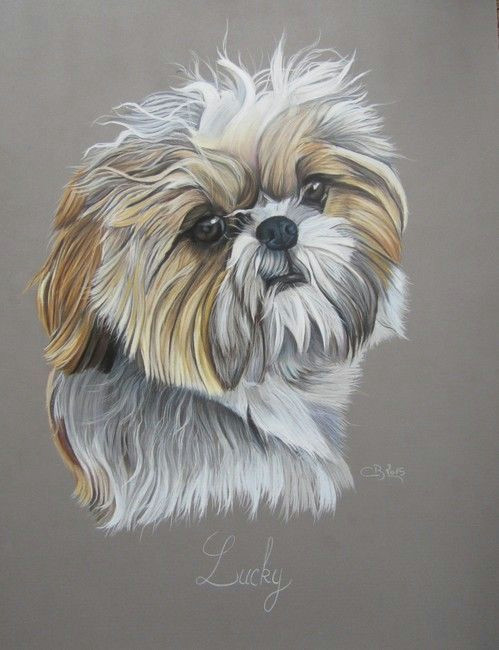 Drawing Dog Training Shih Tzu Pastels Shih Tzu Shih Tzu Dogs Dog Paintings