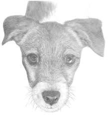 Drawing Dog Using Shapes Image Result for Drawing Animals Drawing Fauna Pinterest Draw