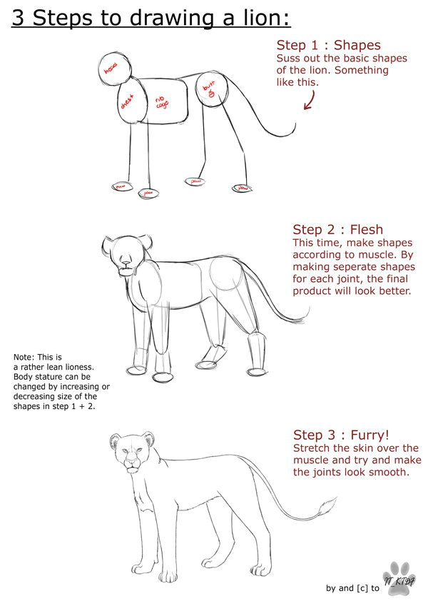 Drawing Dog with Shapes Lion Anatomy Tutorial by It Ktdf Deviantart Com On Deviantart