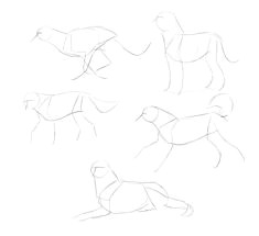 Drawing Dogs Anatomy 163 Best How to Draw Dogs Images