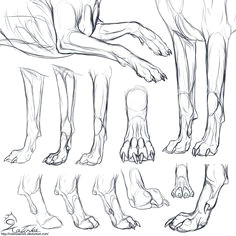 Drawing Dogs Anatomy 163 Best How to Draw Dogs Images