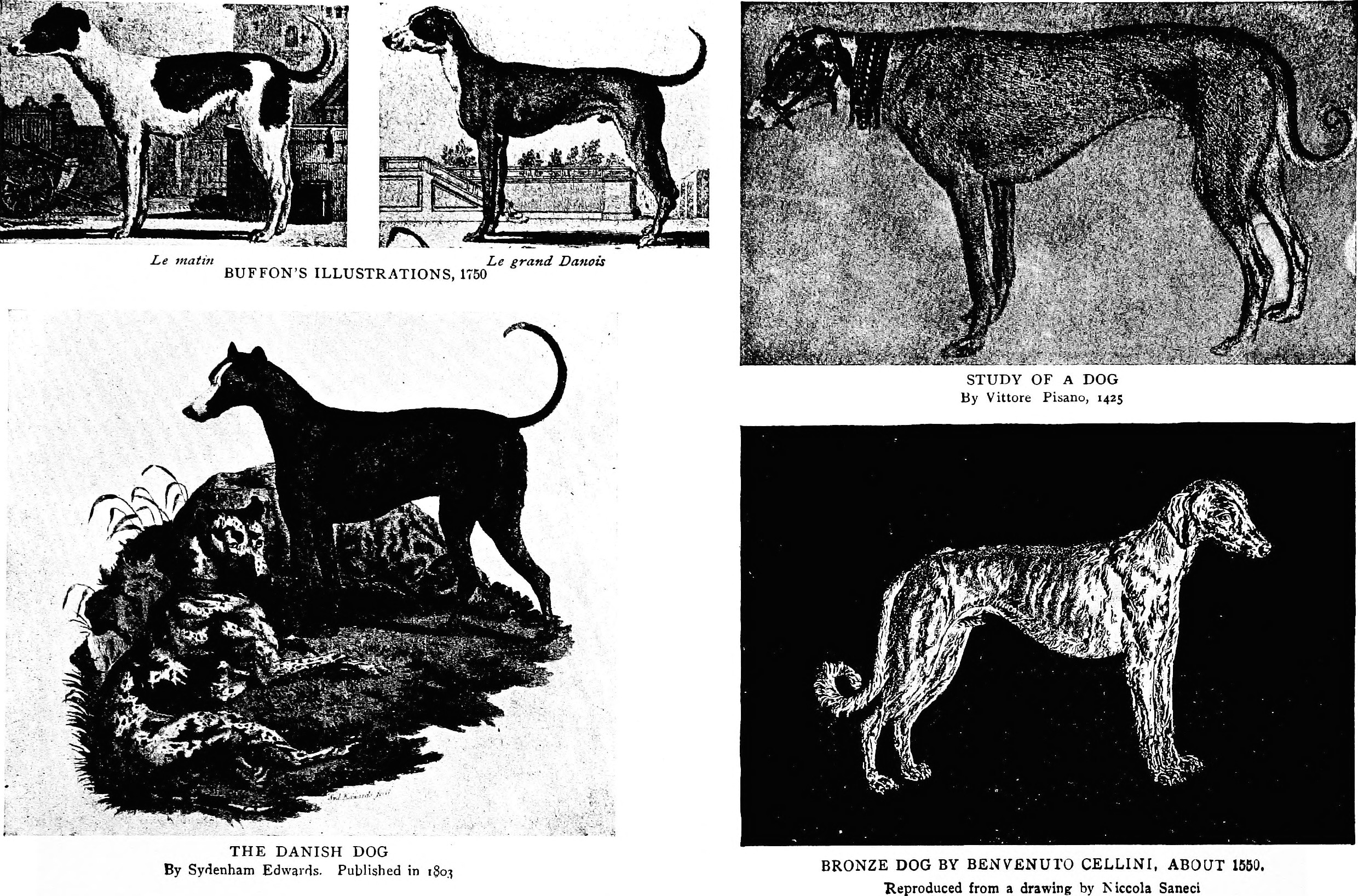 Drawing Dogs Book File the Dog Book A Popular History Of the Dog with Practical