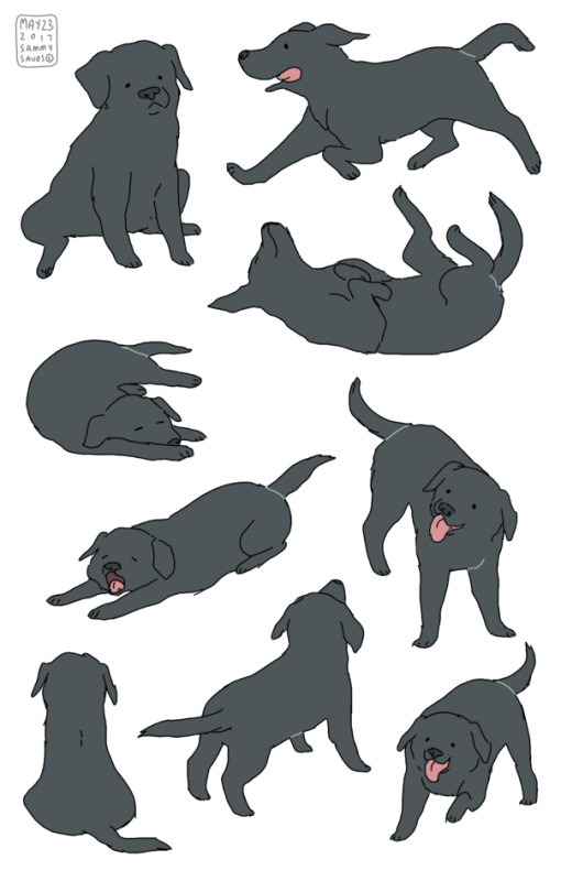 Drawing Dogs Book is This Zed S Dog because I Think It is Chapwell Book Pinterest