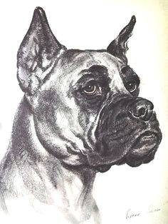 Drawing Dogs by Diana Thorne 43 Best Dog Art Images Dog Portraits Vintage Dog Dog Breeds
