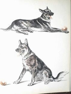 Drawing Dogs by Diana Thorne 43 Best Dog Art Images Dog Portraits Vintage Dog Dog Breeds