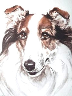 Drawing Dogs by Diana Thorne 43 Best Dog Art Images Dog Portraits Vintage Dog Dog Breeds