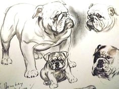 Drawing Dogs by Diana Thorne 43 Best Dog Art Images Dog Portraits Vintage Dog Dog Breeds